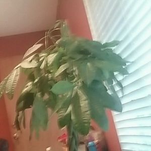 Meet your Posher, Daisy